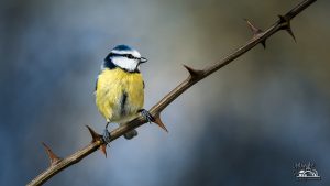 Mésange Bleue