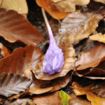 Sortie couleur d’automne Lampy novembre 2025 Isabelle c