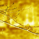 Sortie couleur d’automne Lampy novembre 2025 Isabelle c