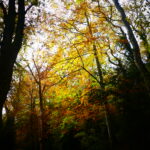 Sortie couleur d’automne Lampy novembre 2025 Patrick c