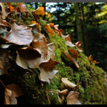 Sortie Couleurs d'automne novembre 2025 nathalie G 1 2