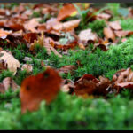 Sortie Couleurs d'automne novembre 2025 nathalie G 2