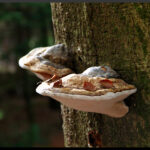 Sortie Couleurs d'automne novembre 2025 nathalie G 3