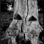 Sortie Couleurs d'automne novembre 2025 nathalie G 4