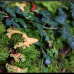 Sortie Couleurs d'automne novembre 2025 nathalie G 6