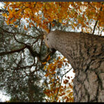 Sortie Couleurs d'automne novembre 2025 nathalie G 8