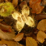 Sortie photo couleurs d'automne novembre 2025 Catherine C00003