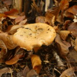 Sortie photo couleurs d'automne novembre 2025 Catherine C00006