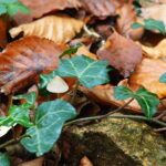 Sortie couleur d’automne Lampy novembre 2025 Patrice