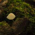 Sortie couleur d’automne Lampy novembre 2025 Patrice f