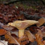 sortie lampy novembre 2025 catherine b