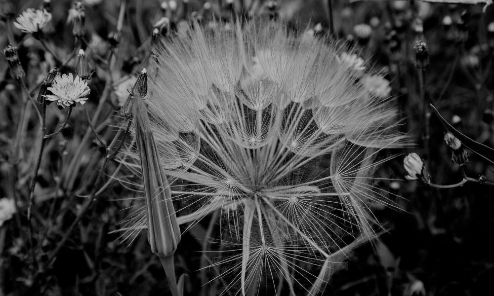 alain virtuel semaine 17 noir et blanc